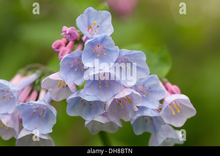 Virginia Bluebell, Mertensia virginica. Fermer la vue de flowerhead avec de la grappe en entonnoir, fleurs bleu. Banque D'Images