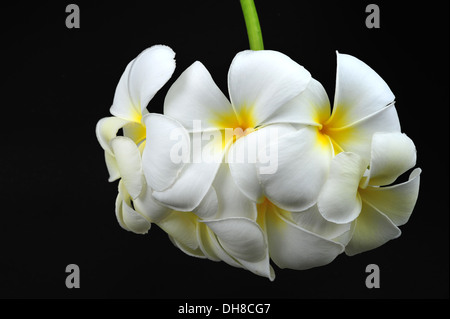 Fleurs de frangipanier Banque D'Images