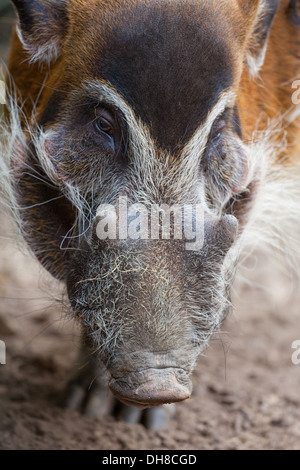 La rivière Rouge (porc-Potamochoerus porcus). Homme ou sanglier. La distribution, l'ensemble de l'Ouest et en Afrique centrale, forêt tropicale, marais. Banque D'Images