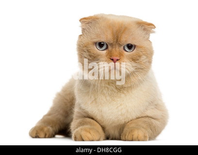 Scottish Fold allongé, regardant la caméra contre fond blanc Banque D'Images