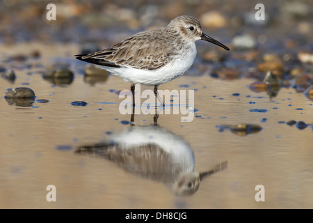 Un plumage d'hiver le Bécasseau variable dans un pool de bardeaux Banque D'Images