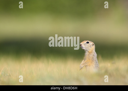 Long-tailed (Spermophilus undulatus), Baikal, Sibérie, Russie Banque D'Images