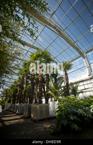 L'Orangerie du centre horticole de Vichy qui permet la préservation de palmiers au cours de la saison d'hiver (France). Banque D'Images