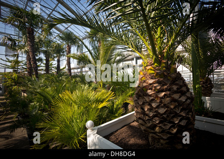 L'Orangerie du centre horticole de Vichy qui permet la préservation de palmiers au cours de la saison d'hiver (France). Banque D'Images