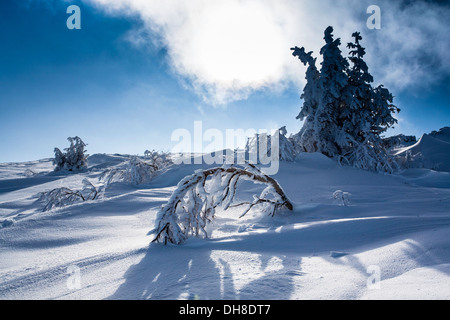 Scène hivernale dans la montagne le jour ensoleillé, arbre courbé Banque D'Images