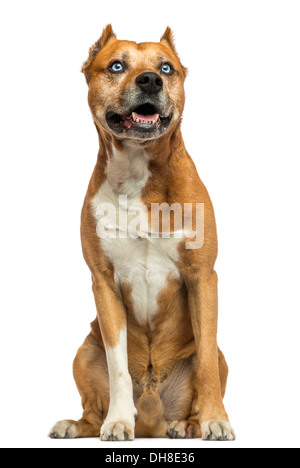 American Staffordshire terrier assis contre fond blanc Banque D'Images