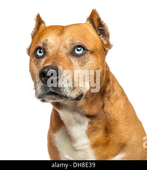 Close-up d'un American Staffordshire Terrier contre fond blanc Banque D'Images