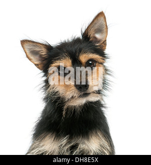 Close-up of a mixed breed dog-regardant la caméra contre fond blanc Banque D'Images