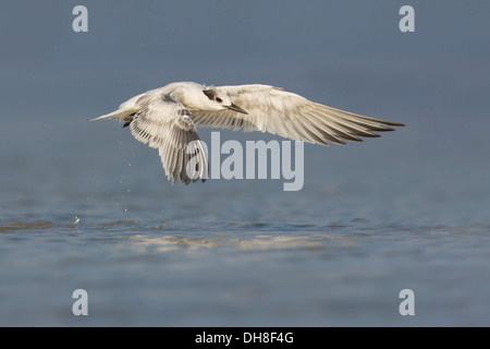 Sterne caugek (Thalasseus sandvicensis) en vol - Fort Desoto, Floride Banque D'Images