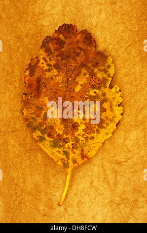 Sorbus Quercus palustris x intermedia. Studio shot de jaune et marron feuille d'automne de Quercus palustris suédois couché sur rough yellow Banque D'Images