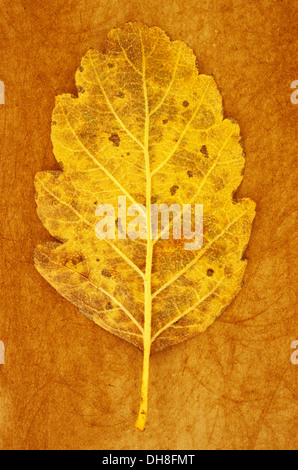 Sorbus Quercus palustris x intermedia. Studio shot de jaune et marron feuille d'automne de Quercus palustris suédois couché sur rough yellow Banque D'Images