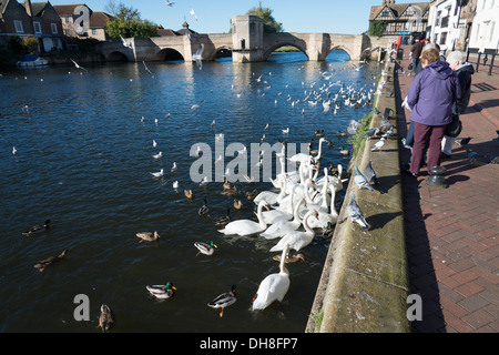 L'alimentation des femmes cygnes sur la rivière Great Ouse à St Ives Cambridgeshire UK Banque D'Images