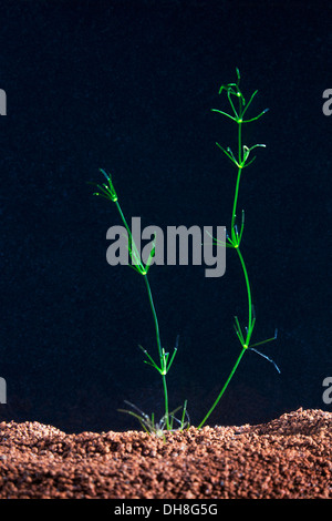 Algues aquatiques géantes à cellules d'eau douce - genre Chara corallin. Utilisé dans la recherche sur le flux cytoplasmique en utilisant les branches. Usage médical possible Banque D'Images