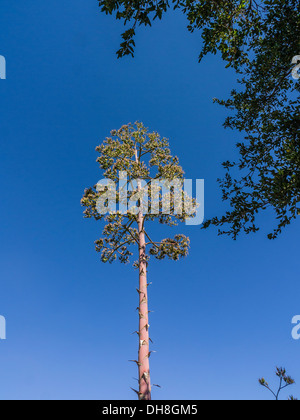 Century plant (Agave americana) qui fleurit à Ojai, en Californie. Banque D'Images