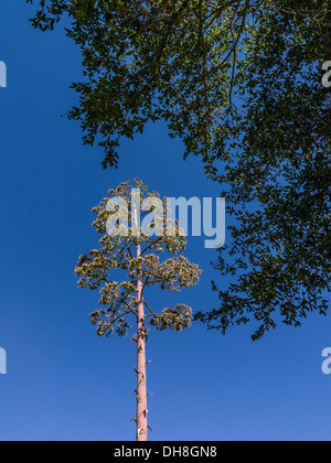 Century plant (Agave americana) qui fleurit à Ojai, en Californie. Banque D'Images