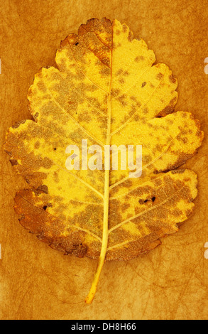 Sorbus Quercus palustris x intermedia. Studio shot de jaune et marron feuille d'automne de Quercus palustris suédois couché sur rough yellow Banque D'Images