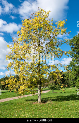 INAUTUMN FRÊNE COULEUR À WESTONBIRT ARBORETUM GLOUCESTERSHIRE ENGLAND UK Banque D'Images