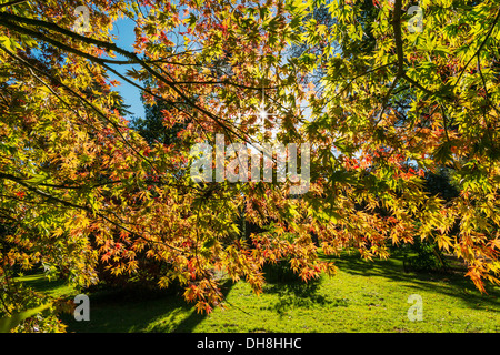 ACER ARBRES EN AUTOMNE COULEUR DANS GLOUCESTERSHIRE ANGLETERRE Royaume-uni Westonbirt Arboretum Banque D'Images