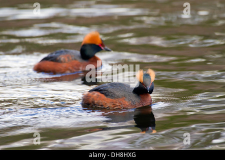 Couple grèbes cornu (Podiceps auritus) en plumage nuptial avec touffes auriculaires nager dans le lac au printemps Banque D'Images