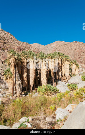 La Californie, San Diego County, Anza-Borrego Desert State Park, Borrego Palm Canyon Trail, Fan Palm Grove Banque D'Images