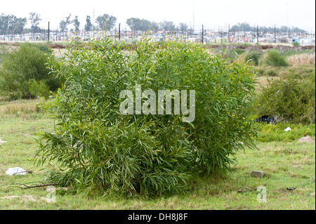 Acacia saligna, un petit arbre originaire de l'Australie, est devenu une espèce envahissante à Cape Town Afrique du Sud Banque D'Images