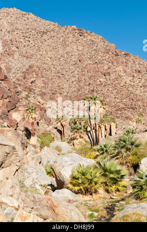 La Californie, San Diego County, Anza-Borrego Desert State Park, Borrego Palm Canyon Trail, Fan Palm Grove Banque D'Images