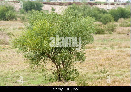 Acacia saligna, un petit arbre originaire de l'Australie, est devenu une espèce envahissante à Cape Town Afrique du Sud Banque D'Images