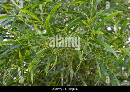 Acacia saligna, un petit arbre originaire de l'Australie, est devenu une espèce envahissante à Cape Town Afrique du Sud Banque D'Images