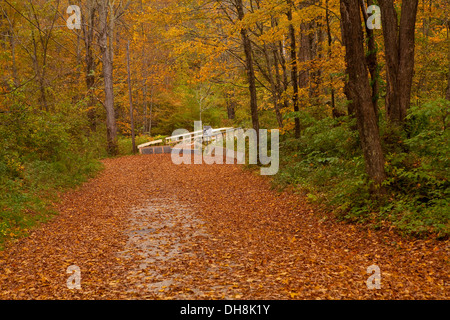 Feuillages colorés sont représentés sur une route menant à un pont en bois dans le comté de Berkshire, Massachusetts Banque D'Images