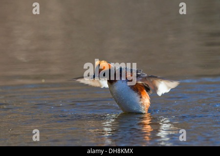 Grèbe esclavon (Podiceps auritus) en plumage nuptial avec touffes auriculaires battant des ailes dans le lac Banque D'Images