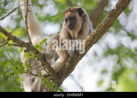 Jeune Singe hurleur Noir et Or (Aloutta curaya). Mère derrière. Originaire d'Amérique centrale et du Sud. Ici, au Zoo Durrell. Banque D'Images