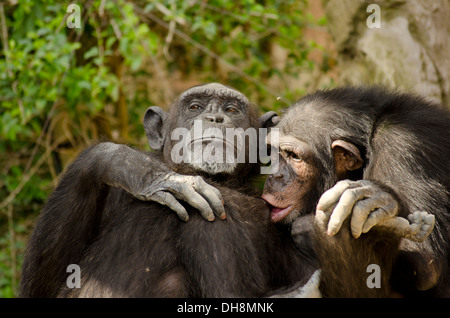Les chimpanzés communs (Pan troglodytes) jouant dans zoo Bioparc de Fuengirola, Costa del Sol. L'Espagne. Banque D'Images