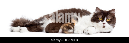 British Longhair allongé regardant la caméra, nourrir ses chatons, against white background Banque D'Images