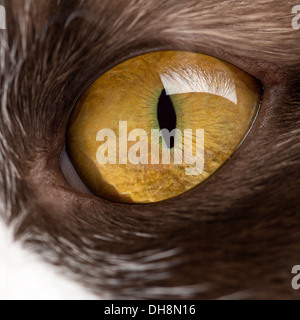 Close-up of a British Longhair's eye Banque D'Images