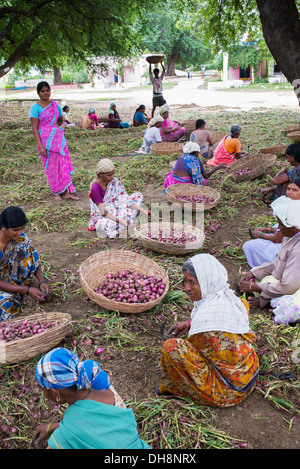 Village de l'Inde rurale des femmes qui travaillent l'écimage et l'tailing oignons rouges récoltés à la main dans la campagne. L'Andhra Pradesh. L'Inde Banque D'Images