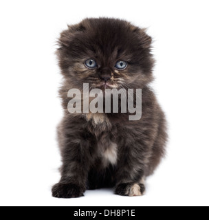 Highland fold kitten sitting against white background Banque D'Images