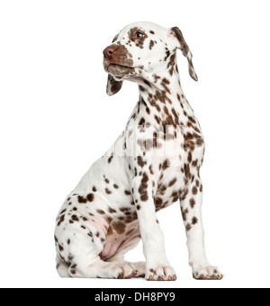 Vue latérale d'un chiot Dalmatien assis contre fond blanc Banque D'Images