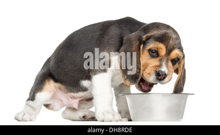 Vue latérale d'un chiot Beagle de manger un bol de chien contre fond blanc Banque D'Images