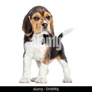 Vue frontale d'un chiot Beagle debout, regardant la caméra contre fond blanc Banque D'Images