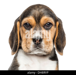 Close-up d'un chiot Beagle regardant la caméra contre fond blanc Banque D'Images