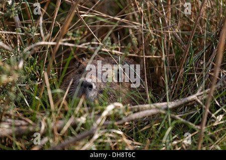 Le ragondin Myocastor coypus in grass, close-up Banque D'Images