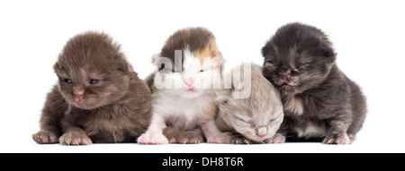 Highland fold ou straight chatons dans une rangée, 1 semaine, contre fond blanc Banque D'Images