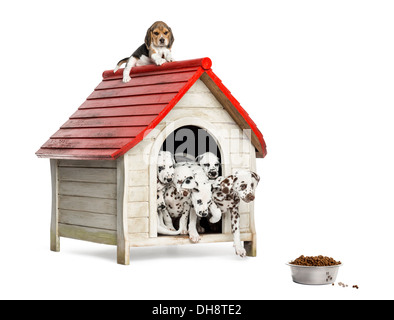 Groupe de chiots chien jouant avec un chenil against white background Banque D'Images