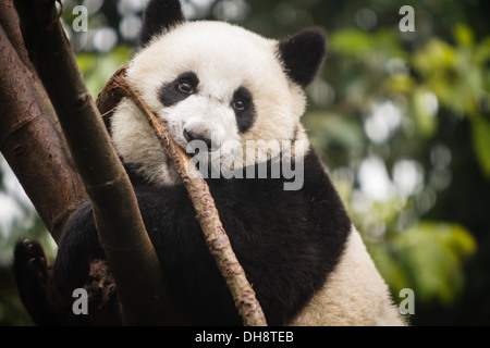 Panda à mâcher sur une branche et de l'escalade un arbre au centre d'élevage de pandas géants de chengdu Sichuan en Chine Banque D'Images