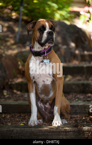 Boxer dog posant pour des photos, Novato, comté de Marin, en Californie, USA. Banque D'Images