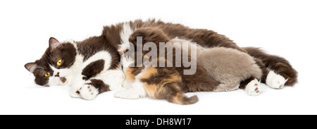 Vue latérale d'un British Longhair de mensonge, de nourrir ses chatons, against white background Banque D'Images