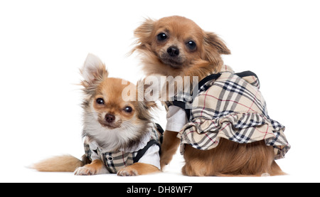 Deux Chihuahuas habillé à côté de l'autre contre fond blanc Banque D'Images