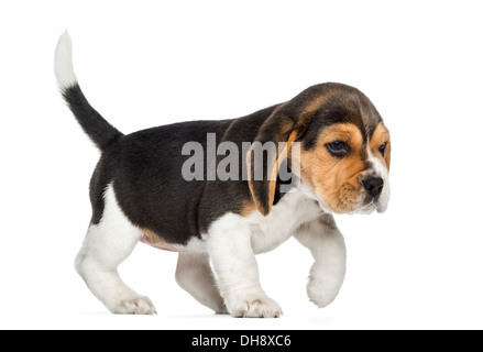 Vue latérale d'un chiot Beagle walking against white background Banque D'Images