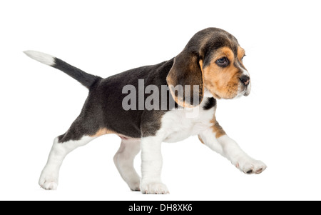 Vue latérale d'un chiot Beagle walking against white background Banque D'Images