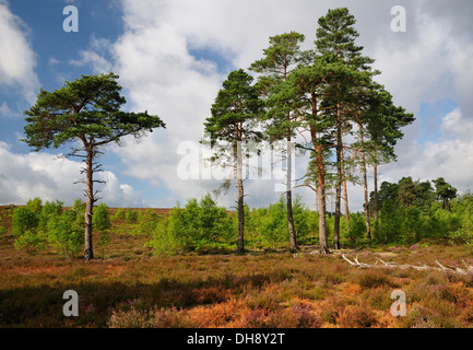 Landes sèches avec arbres de pin sylvestre - Pinus sylvestris , Thursley NNR commun, Surrey Banque D'Images